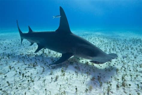 Facts About the Great Hammerhead Shark | Hammerhead shark, Shark ...