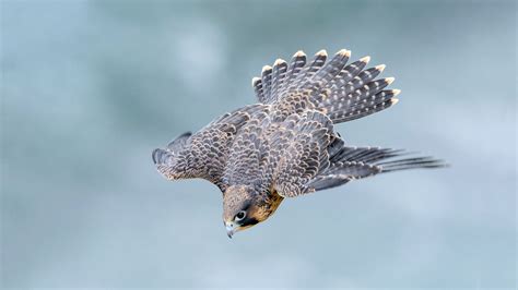 Research Reveals Exactly Why Peregrine Falcons Are so Deadly | Audubon