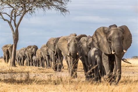 Climate change is leaving African elephants desperate for water - Moneyweb