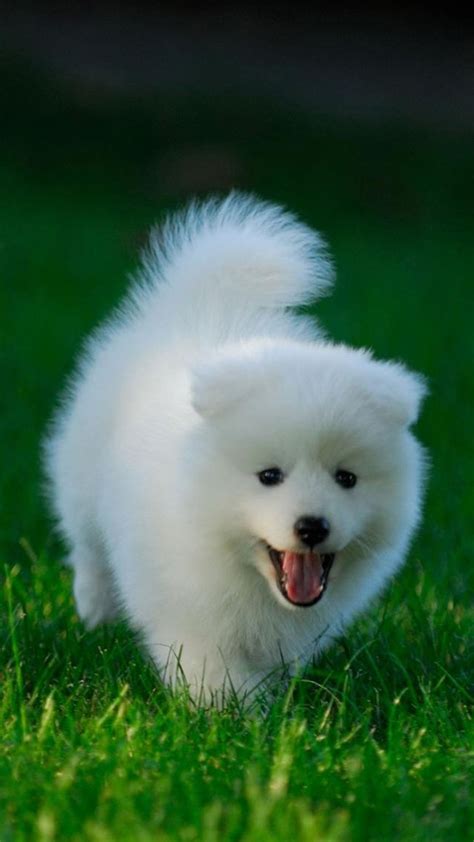 🔥 [50+] Very Cute Puppies Wallpapers | WallpaperSafari