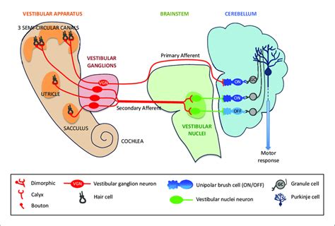 Vestibular Nuclei Pathway