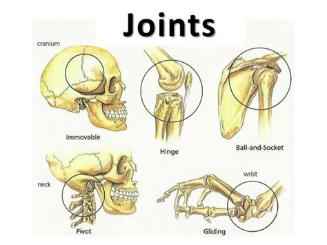 PPT - Joints PowerPoint Presentation, free download - ID:2034256