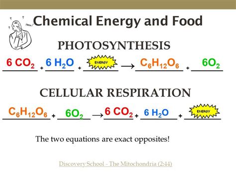 Photosynthesis And Cellular Respiration Equation • Suggested and Clear ...