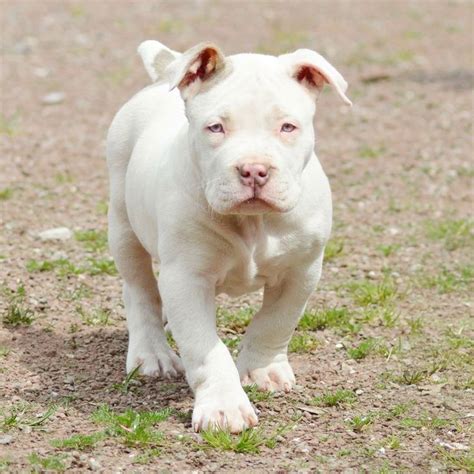 Xl Bully Pit Lilac Tri Xl Bully