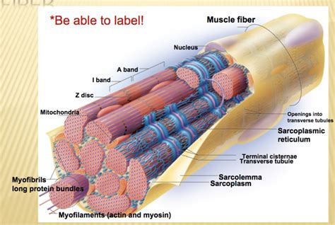 STRUCTURE OF A SKELETAL MUSCLE FIBER Diagram | Quizlet