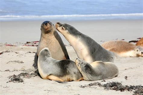 Tickets & Tours - Seal Bay Conservation Park, Kangaroo Island - Viator