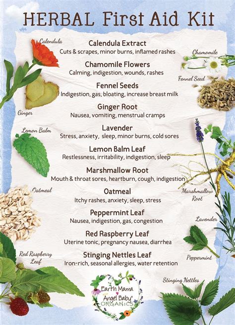 Your First Aid Kit – Herbal Essentials Infographic