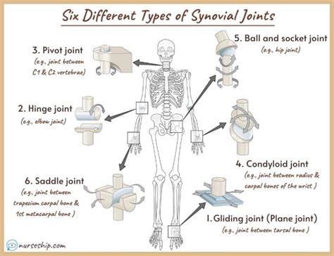 Different Types of Joints in The Human Body |Examples |Images ...