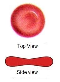 Specialised Cells Worksheet - EdPlace