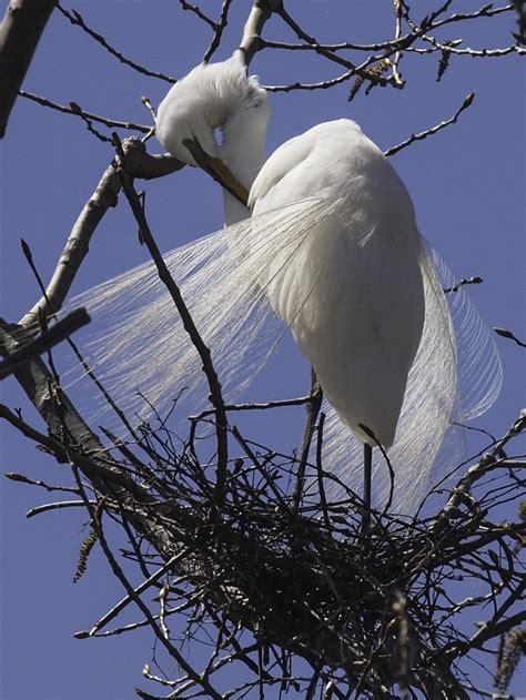 Capt Mondo's Photo Blog » Blog Archive » Great Egret Preening Itself on ...