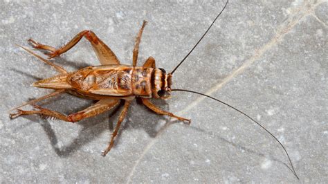 Experts share top tips to get rid of crickets in the house | Homes ...