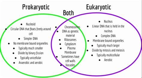 Prokaryote And Eukaryote Cells Worksheet