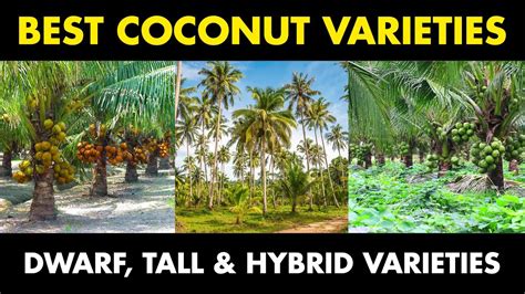 30 Best High Yielding Coconut Tree Varieties - Discover Agriculture