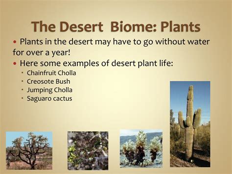 Desert Biome Plants