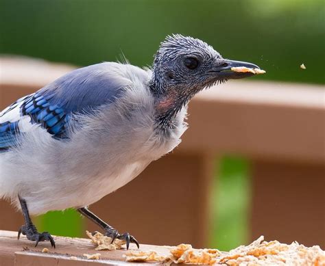 The head is always the last to molt. | Blue jays, Blue jay