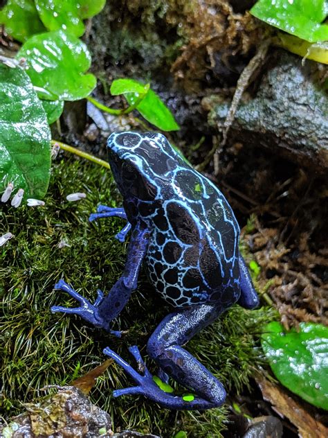 Dendrobates Tinctorius "New River" — Toadally Frogs LLC