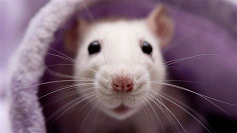 Rats: Facts about these thin-tailed, medium-size rodents | Live Science