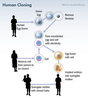 Creating a Human Clone - How Human Cloning Will Work | HowStuffWorks