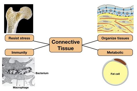 Connective Tissue Types