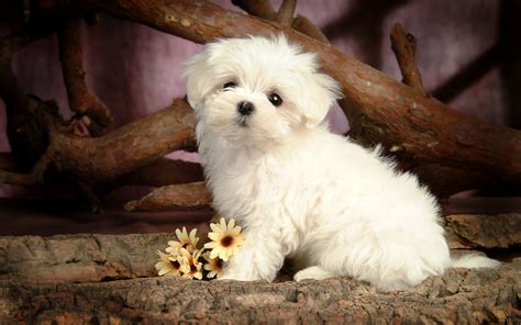 🔥 Download HD Dog Wallpaper With A Cute Little Maltese Background Jpg ...