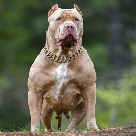 American Bully Xxl - American bully XL XXL Bully Pitbull France ...