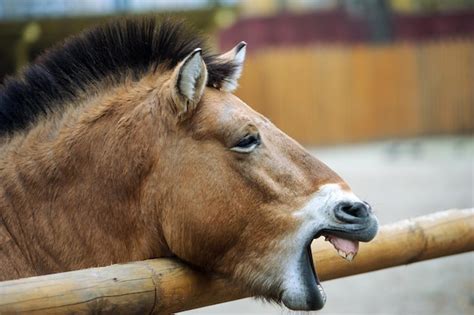 Premium Photo | Funny horse