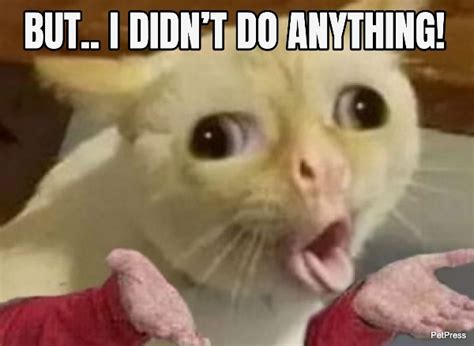 Story of the Coughing Cat: 10+ Funny Coughing Cat Images and Memes