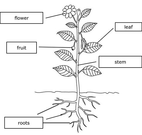 [DIAGRAM] Diagram Of Where Are The Parts Of A Plant - MYDIAGRAM.ONLINE