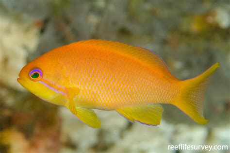 Pseudanthias squamipinnis - Orange Seaperch | ReefLifeSurvey.com