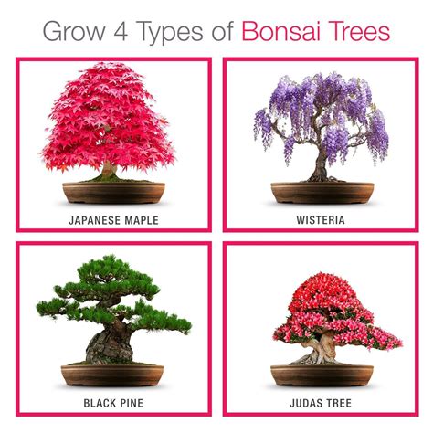 Grow Your own Bonsai kit - Easily Grow 4 Types of Bonsai Trees with Our ...