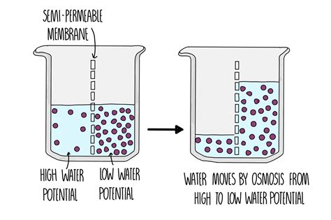 Movement across cell membranes* — the science sauce