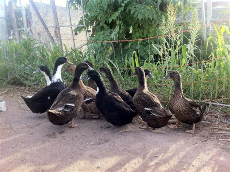 Duck breed solved! - Heritage Farm