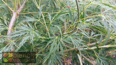 Acer palmatum dissectum - Viridis - Blerick Tree Farm