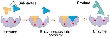 Enzyme catalysis, kinetics, inhibitors | SchoolWorkHelper