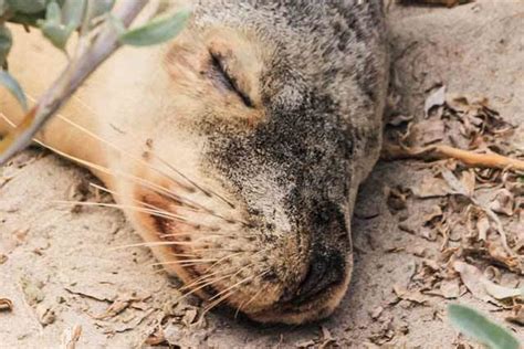 Seal Bay - National Parks and Wildlife Service South Australia