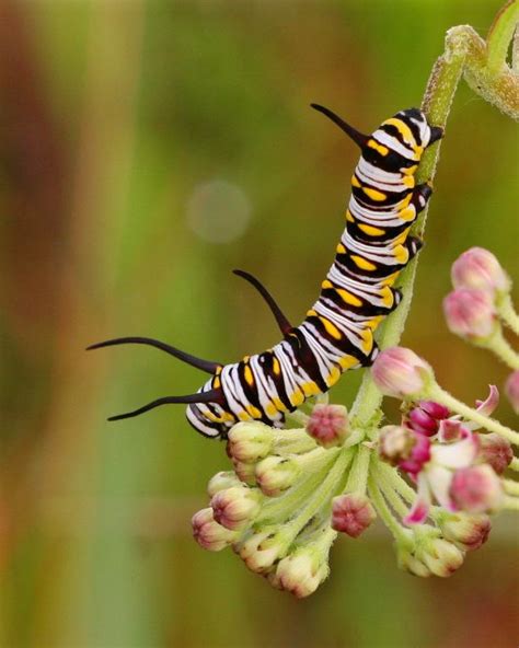 Queen butterfly - Florida Wildflower Foundation