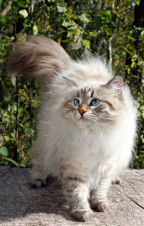 Siberian Cat: A Complete Guide to the Unique Siberian Forest Cat