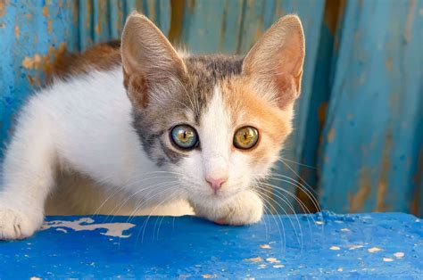 Cat Eye Color Chart - The Spectrum Of Colors! (2023)