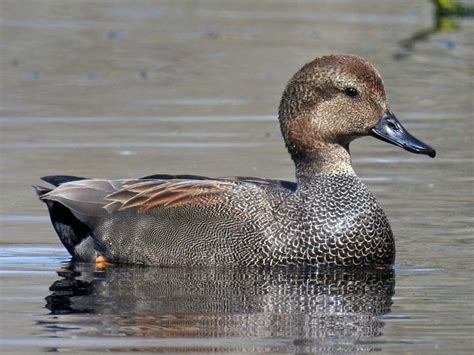 Gadwall Identification, All About Birds, Cornell Lab of Ornithology ...