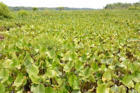 Green Plants in Muddy Water in Swamp or Wetland Stock Image - Image of ...