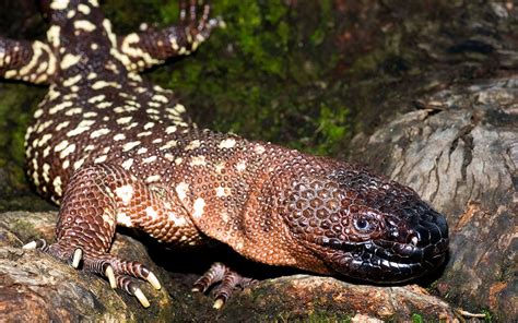 Mexican beaded lizard - Viva Natura field guide