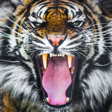 Tiger roar growling. Sumatran tiger roaring roar growling, critically ...