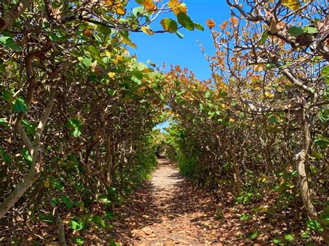 Blowing Rocks Preserve: This Florida Beach Will Blow You Away ...