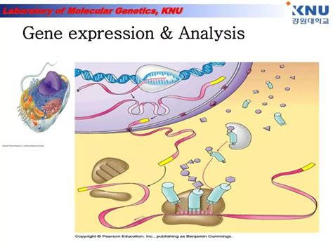 PPT - Gene expression & Analysis PowerPoint Presentation - ID:927133