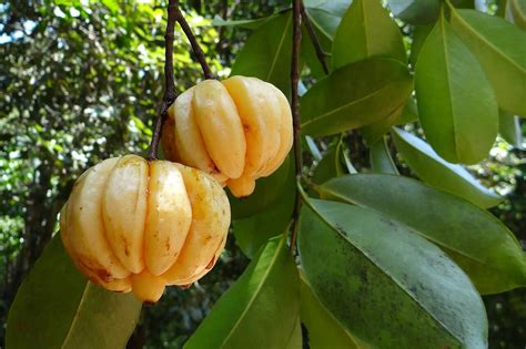 Amazing Garcinia Cambogia benefits - Alternative Medicine Magazine