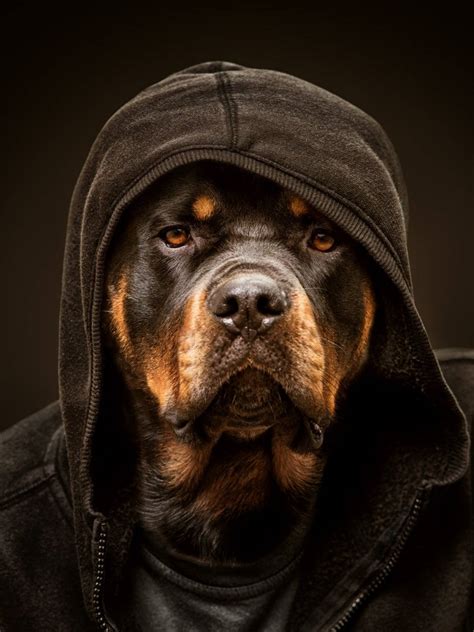 Top 999+ Rottweiler Wallpaper Full HD, 4K Free to Use