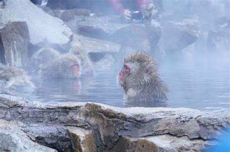 Jigokudani Monkey Park: Meet Snow Monkeys - Japan Web Magazine ...