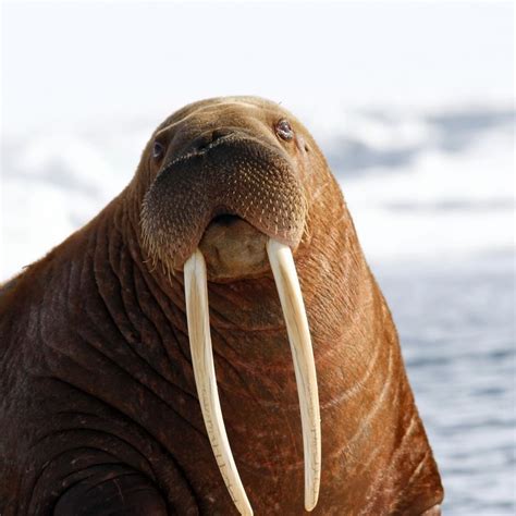 Oceana on Instagram: “DID YOU KNOW? Walrus tusks are actually elongated ...