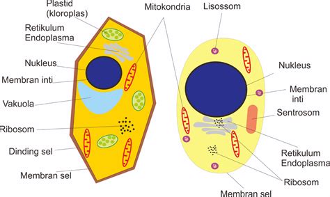 Perbezaan Sel Haiwan Dan Tumbuhan Perbezaan Antara Mitosis Haiwan Dan ...