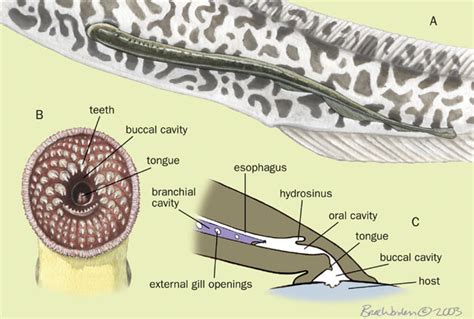 ADW: v04_id140_con_lamprey.jpg